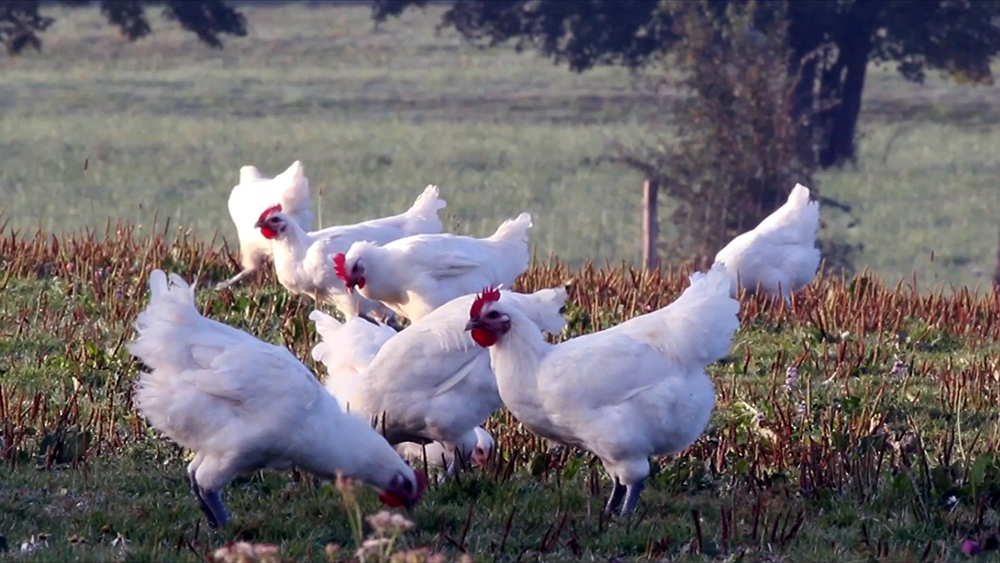 Grand Prix d'Honneur © Bertrand Mussotte Grand Prix d'Honneur © Bertrand Mussotte