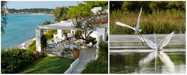 La pose café au Sani Resort situé au nord de la presqu’île de Kassandra. Ce complexe balnéaire est situé face au mont Olympe ;   Vers les terres, une réserve ornithologique qui abrite plus de 180 espèces d’oiseaux, échasses blanches, aigrettes, ibis… © DR