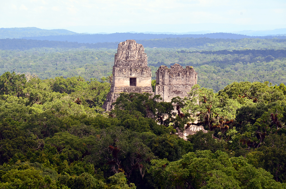 Les ruines de Tikal se trouvent en pleine forêt tropicale. Cet écosystème se compose d’un climat humide et d’une formation végétale arborée, haute te dense © David Raynal. Les ruines de Tikal se trouvent en pleine forêt tropicale. Cet écosystème se compose d’un climat humide et d’une formation végétale arborée, haute te dense © David Raynal.