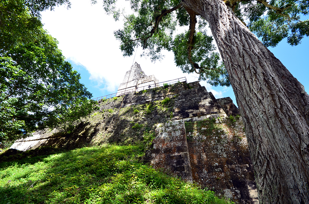 Le Parc national de Tikal s’étend sur 60 000 ha © David Raynal. Le Parc national de Tikal s’étend sur 60 000 ha © David Raynal.