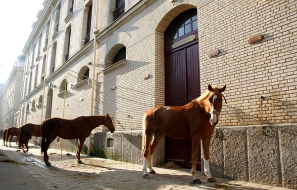 Dans la Grande Ecurie de la Garde Républicaine et dans celle de l’Etat-major, il est possible d’approcher les superbes chevaux. © Garde Républicaine.
