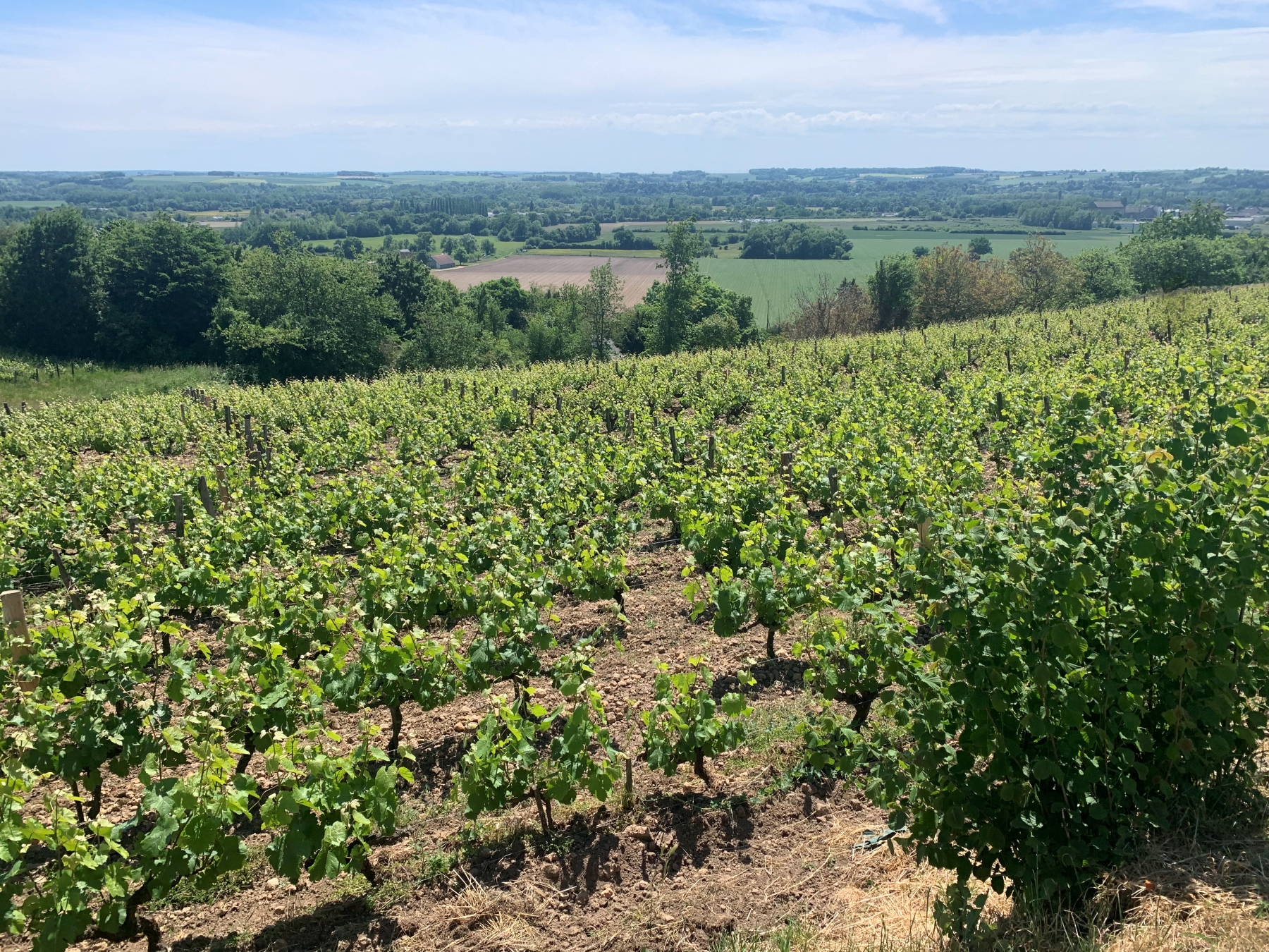 Les vignes du domaine AOC Jasnieres