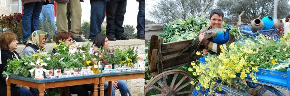 Tous les habitants de la ville turque d'Alaçati  présentent et mettent en valeur les différentes variétés d'herbes et plantes locales; moutarde blanche, rocambole, chicorée, chardon d'Espagne...l © 2013 explorealacati. All Rights Reserved