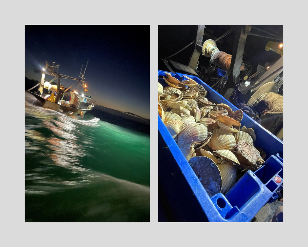 Toniques Côtes d’Armor ! Certifiée « pêche durable », celle de la Coquille Saint-Jacques de la Baie de Saint-Brieuc est autorisée, pour les bateaux référencés, les lundis et mercredis pendant une durée de 45 minutes seulement.