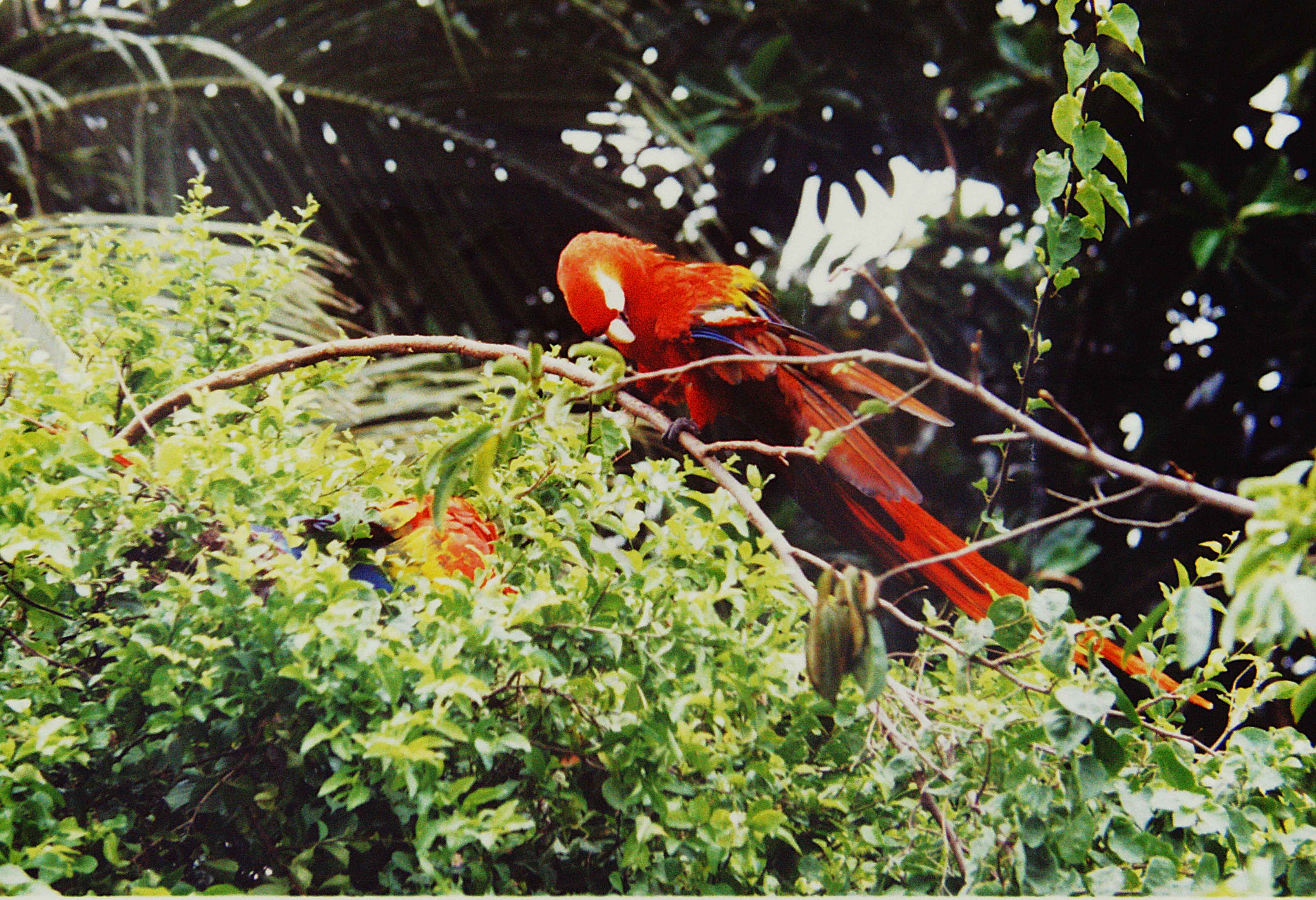 7. Guyane 2000 Iles du Salut Saint-Joseph Un ara