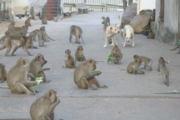 Les macaques par centaines rappliquent tous car les boutiques et snacks ferment et distribuent les restes. © Richard Bayon