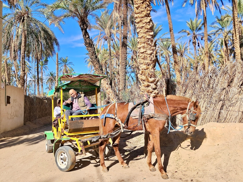 Balade dans la palmeraie de Tozeur ©Catherine Gary