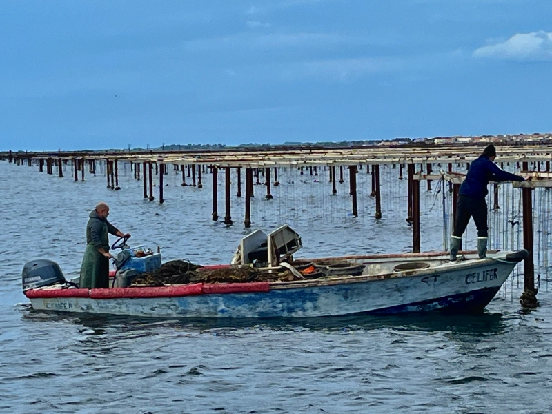 Classée Grand Site d’Occitanie, la lagune de Thau fait vivre quelque 400 paysans de la mer, qui y produisent annuellement quelque 8500 tonnes d’huitres et moules.