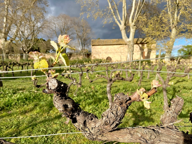 Joyau de l’art cistercien, l’abbaye viticole de Valmagne s’enorgueillit d’un conservatoire des cépages qui témoigne de la diversité de cépages de l’IGP Pays d’Oc.