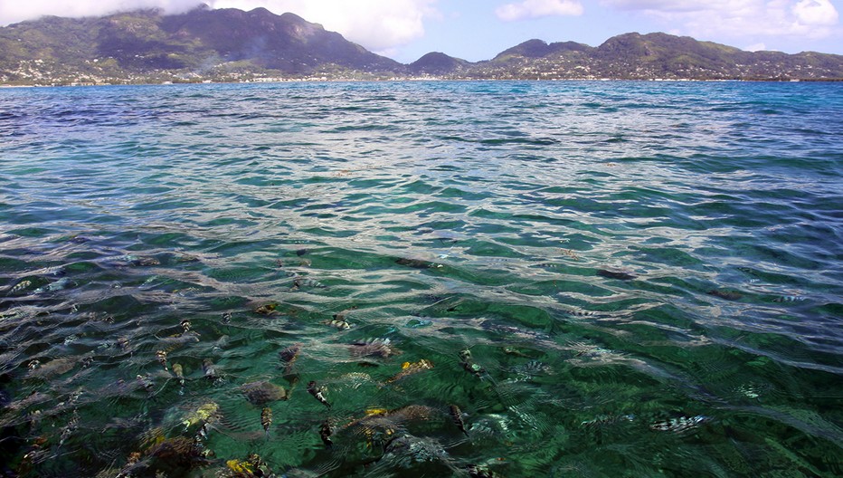 Les eaux calmes et et poissonneuses de l'île de Mahé qui est la principale île de l'archipel des Seychelles, dans l'océan Indien. Elle abrite la capitale, Victoria.  © David Raynal