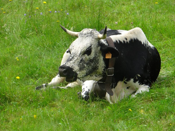 Le fromage de montagne est élaboré à la ferme du Saichy à base de lait provenant de vaches de race Vosgienne. ©Bertrand Munier