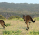 Australie : Le rebond de l’île aux kangourous