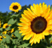 Couleurs, senteurs et glamour pour le retour des beaux jours