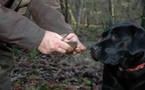 Histoires d’Or :  les truffes de la Haute-Marne