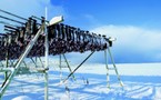 Le Skrei de Norvège, un poisson venu du froid Le Skrei de Norvège, un poisson venu du froid