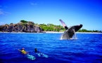 La Réunion - baleines et  tortues le grand retour !