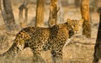 Inde : tourisme interdit dans les réserves de tigres Inde : tourisme interdit dans les réserves de tigres