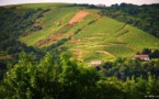 Vallée du Rhône : le vignoble de la Côte-Rôtie une légende bien vivante.