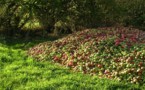  L'Orne vous invite à croquer la pomme