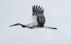 Environnement -  La cigogne blanche orientale vole à nouveau dans le ciel du Japon Environnement -  La cigogne blanche orientale vole à nouveau dans le ciel du Japon