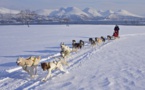 Chiens de traineaux aux Carroz -  un avant-goût du Grand Nord