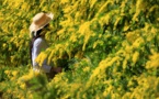 Mandelieu-La Napoule, la Capitale du mimosa est en fleurs !
