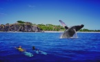 Observer les baleines à la Réunion