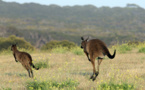 Australie : Le rebond de l’île aux kangourous