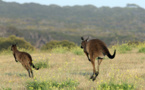 Australie : Le rebond de l’île aux kangourous Australie : Le rebond de l’île aux kangourous