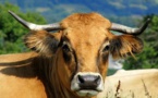 L’Aubrac, des paysages authentiques et des spécialités  à déguster.