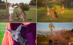 Limestone Coast : L'Australie secrète, entre gouffre bleu et terres rouges