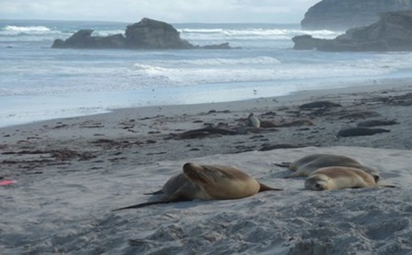 Adélaïde :  Bienvenue aux antipodes !