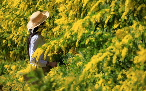 Mandelieu-La Napoule, la Capitale du mimosa est en fleurs !