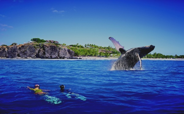 Observer les baleines à la Réunion