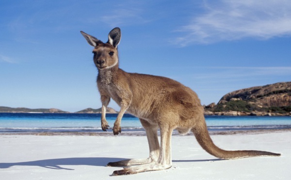 Le Festival International de Géographie 2015 s'envole au pays des kangourous.