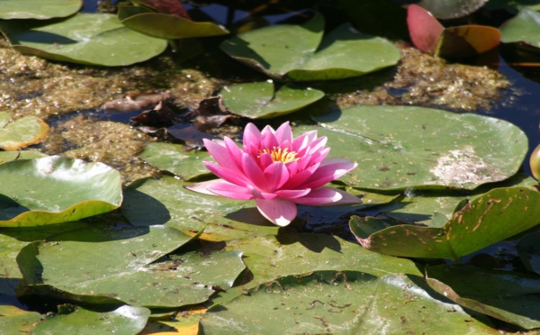 Angers,  Terra Botanica ou " les jardins de la connaissance et du savoir "  