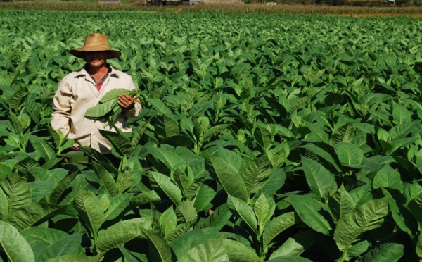 La République Dominicaine, premier pays producteur de cigares au monde